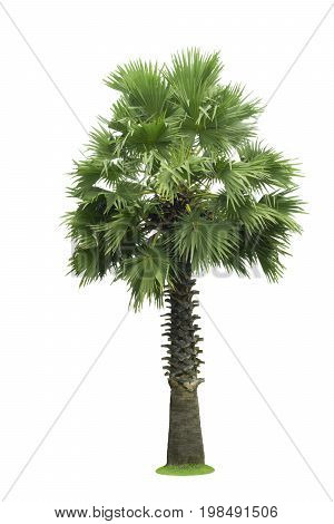 Palm Tree