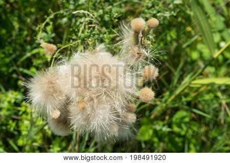 dandelion taraxcum ruderalia blooming pollen allergy flu