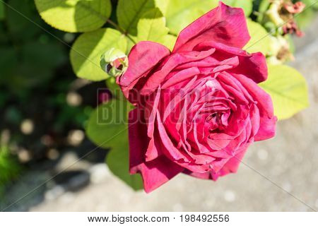 red purpe rose blooming in summer close up