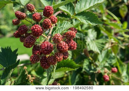 ripe raspberry rubus idaeus ready to harvest