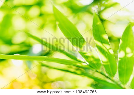 Close up nature of green leaf in park natural green bamboo plant using as a background
