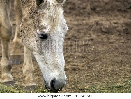 White horse grazing