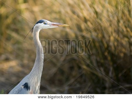 Blue heron at sunset