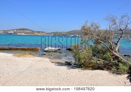 Fallen tree on beach greek beautiful motive photo Kolimbithres beach on Paros