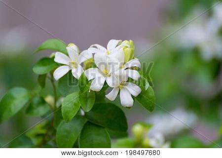 White Flower Of Orange Jessamine, Satin Wood, Murraya Exotica Tree, Cosmetic Bark Tree.