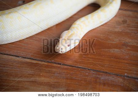 Gold python snake head On wooden floor