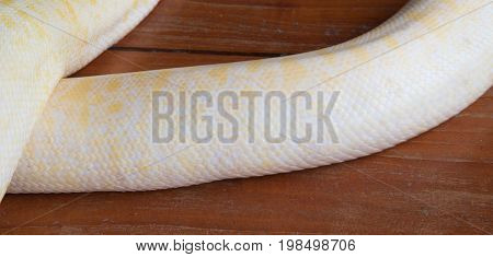 Body of Gold Python On wooden floor