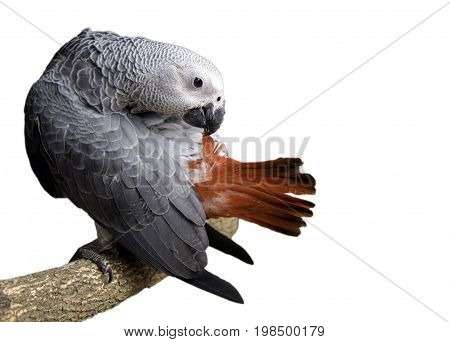 beautiful Gray African Parrot cleaning feathers (The smartest bird in the world) isolated on white background