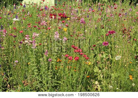 Meadow/ This is summer meadow with wildflower.