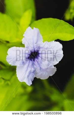 Macro of purple ruellias flower in the garden