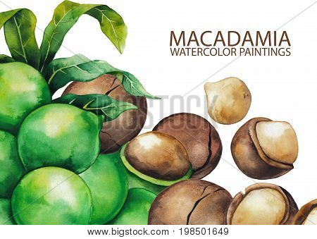 Watercolor macadamia nuts. Hand painted corner design