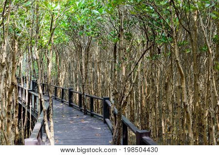 The Wooden Bridge Walkway In Mangrove Forest At Pranburi Forest National Park, Prachuap Khiri Khan,