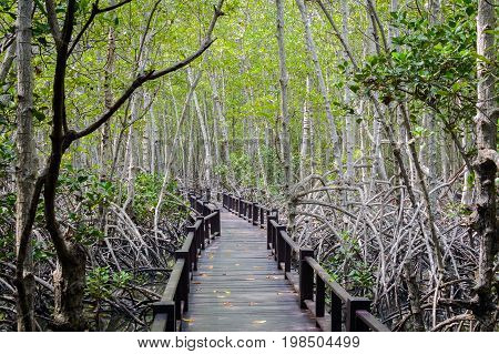 The Wooden Bridge Walkway In Mangrove Forest At Pranburi Forest National Park, Prachuap Khiri Khan,