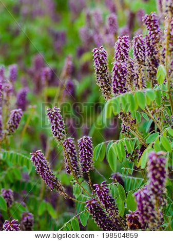 Closeup Flowers Of Blossoming Pink Acacia Known As Robinia Viscosa