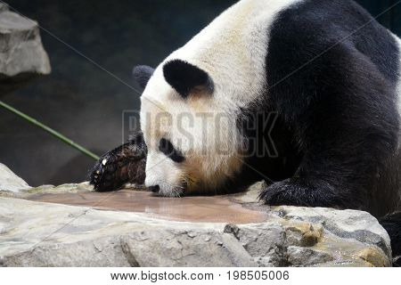 Panda bear laps up water from shallow pool.