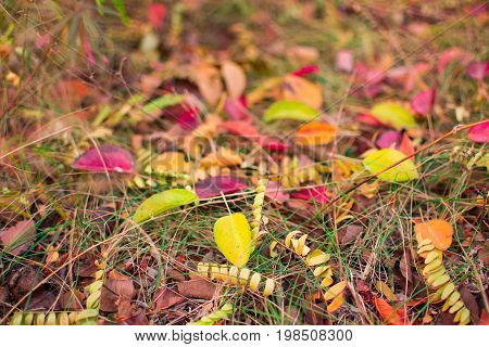 Nature backgraund, autumn colored leaves on the ground