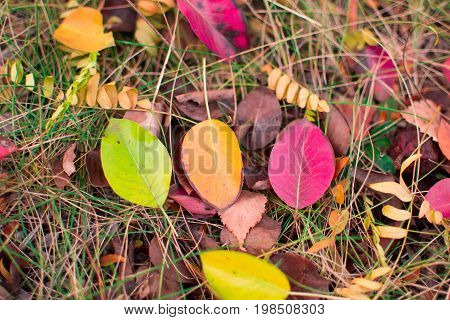 Nature backgraund, autumn colored leaves on the ground