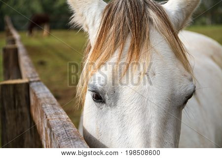 Gray Horse Head In Close-up