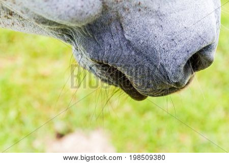 Grey horse muzzle with whiskers and nostril in close-up