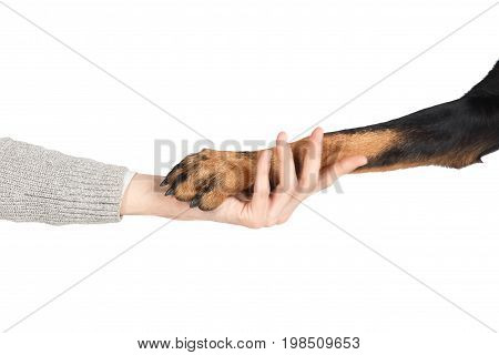 Beauceron Dog Paw In Human Hand Friendship Concept
