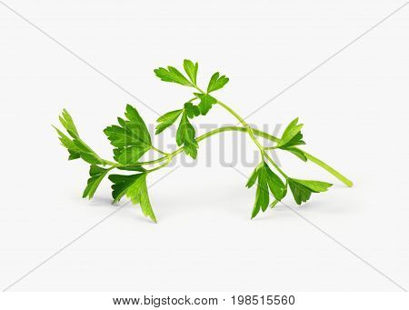 Parsley sprig isolated on white background .