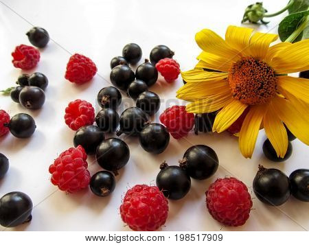 Beautiful appetizing background - a bright yellow Jerusalem artichoke flower lies among berries of the raspberries and blackcurrant scattered on a white surface. Isolated black berries of the juicy Ribes nigrum ripe red berries of the Rubus idaeus and one