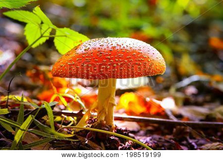 Poisonous mushroom Amanita muscaria in forest with blurred background