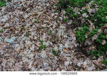 frog in forest close up near caumasee in switzerland