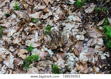 frog in forest close up near caumasee in switzerland