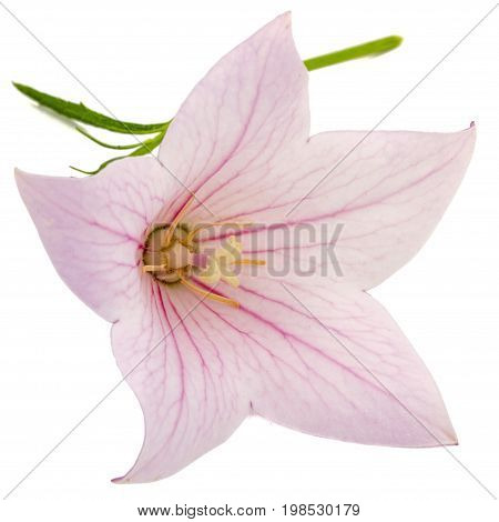 Rose Flower Of Platycodon (platycodon Grandiflorus) Or Bellflowers, Isolated On White Background