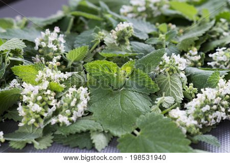 Melissa plant. Melissa leaf. Leaves and Melissa Flowers