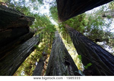 Redwood søstre Cathedral