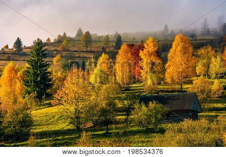 abandoned wooden house in autumn forest on hillside. picturesque foggy sunrise with yellow and red foliage