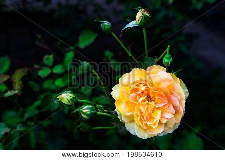 Beautiful Garden Rose In The Garden