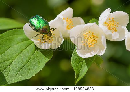Chafer on white Background macro shot. May beetles, or May crunches Chafer on a white jasmine flower, macro shot. May beetles, or May crunches Latin Melolontha - a kind of insect family of lamelliformes, living in Europe and Asia.