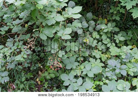 wild raspberrys rubus idaeus on a green bush close up photo