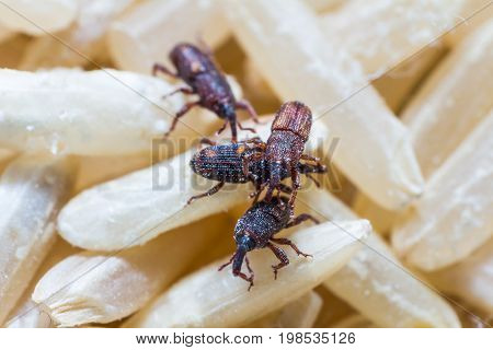 Rice Weevils (sitophilus Oryzae)