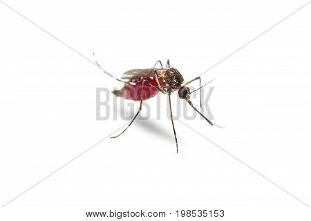 Yellow Fever Mosquito (aedes Aegypti)