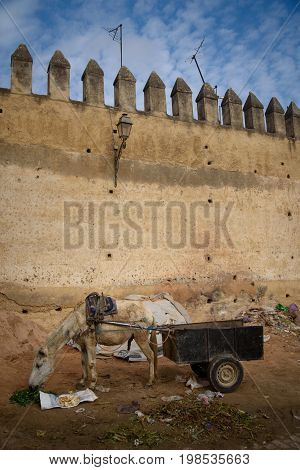 Donkey In Fez, Morocco.