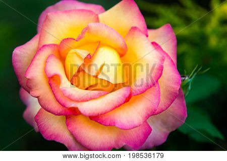 Yellow And Pink Garden Rose In The Garden