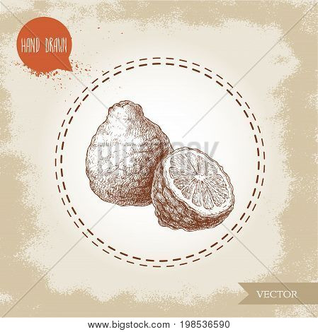 Hand drawn sketch style composition of bergamot fruit. Kaffir lime whole and half vector illustration. Organic food. Citrus on vintage background.