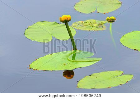 Egg is yellow, or the yellow water lily N phar l tea is a perennial aquatic plant The insect village on the flower