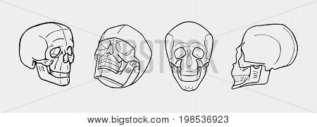 Hand drawn black and white skulls set. Stencil or engraved style.