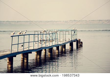 The seagulls standing on the bridge fence near the river or pond. photo