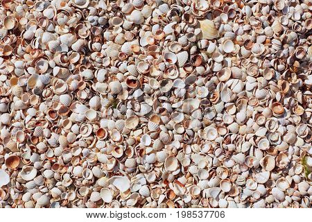 Sea Shells On Sand Beach. Composition Of Exotic Sea Shells. Shells Of Various Kind As Background. Fl