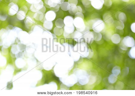 Blur Natural And Light Background