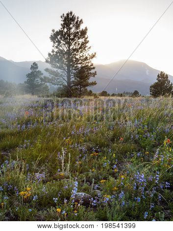 The Scenic Beauty of the Colorado Rocky Mountains