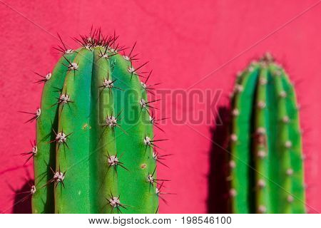 Upper extremity of two cacti replete with long spines on a pink wall.