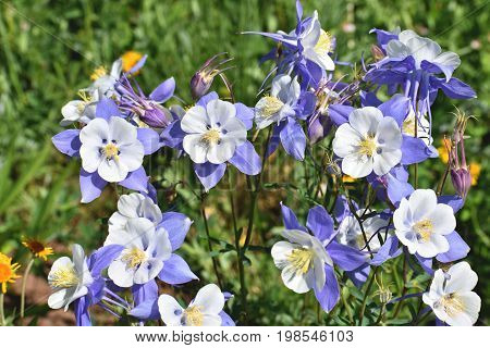 Columbine Flowers at Pearl Lake State Park in Colorado