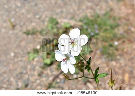 White flower at Pearl Lake State Park in Colorado